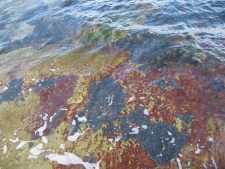 109-0945_img-k.jpg (7169 bytes)